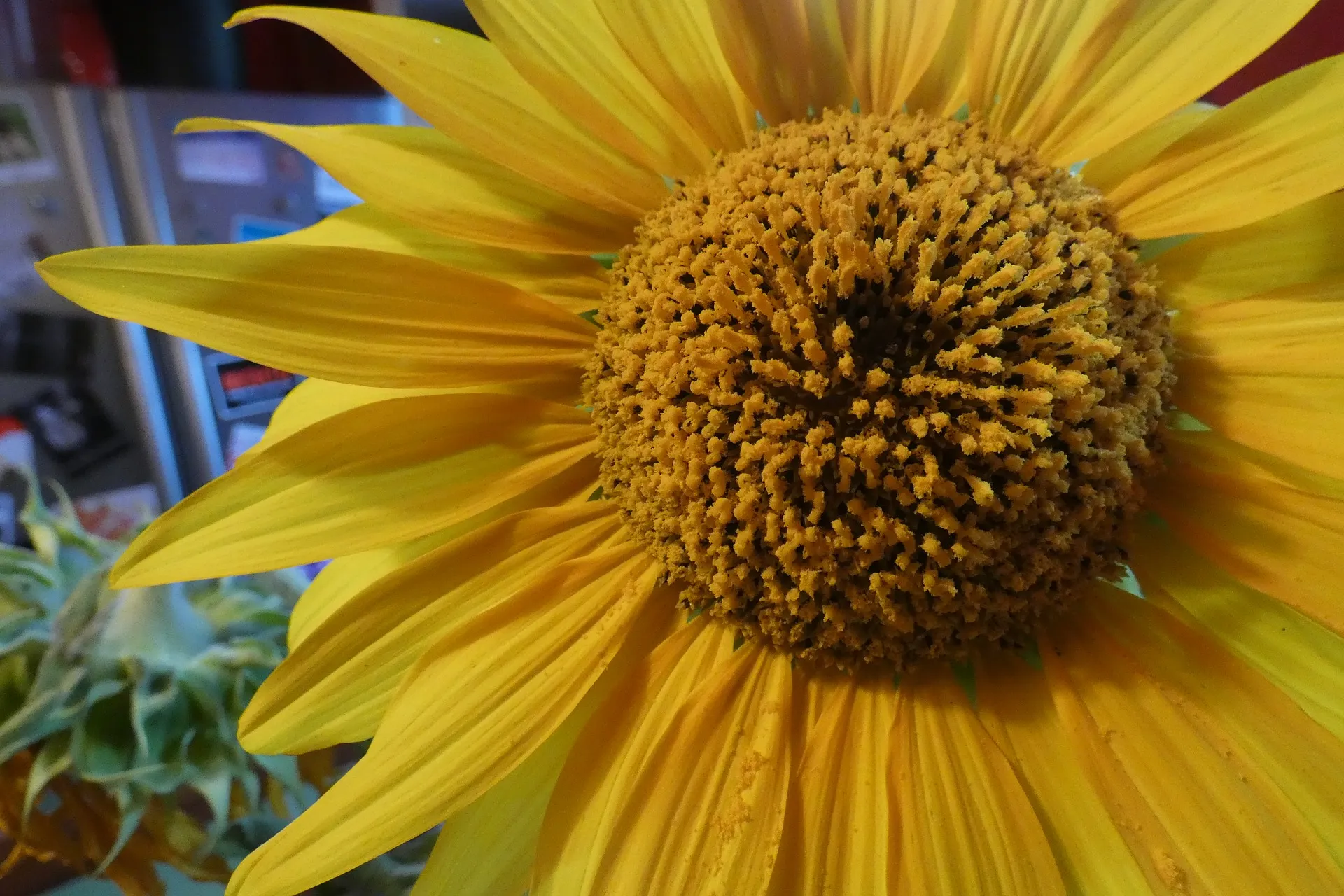 13795 sunflower wall art