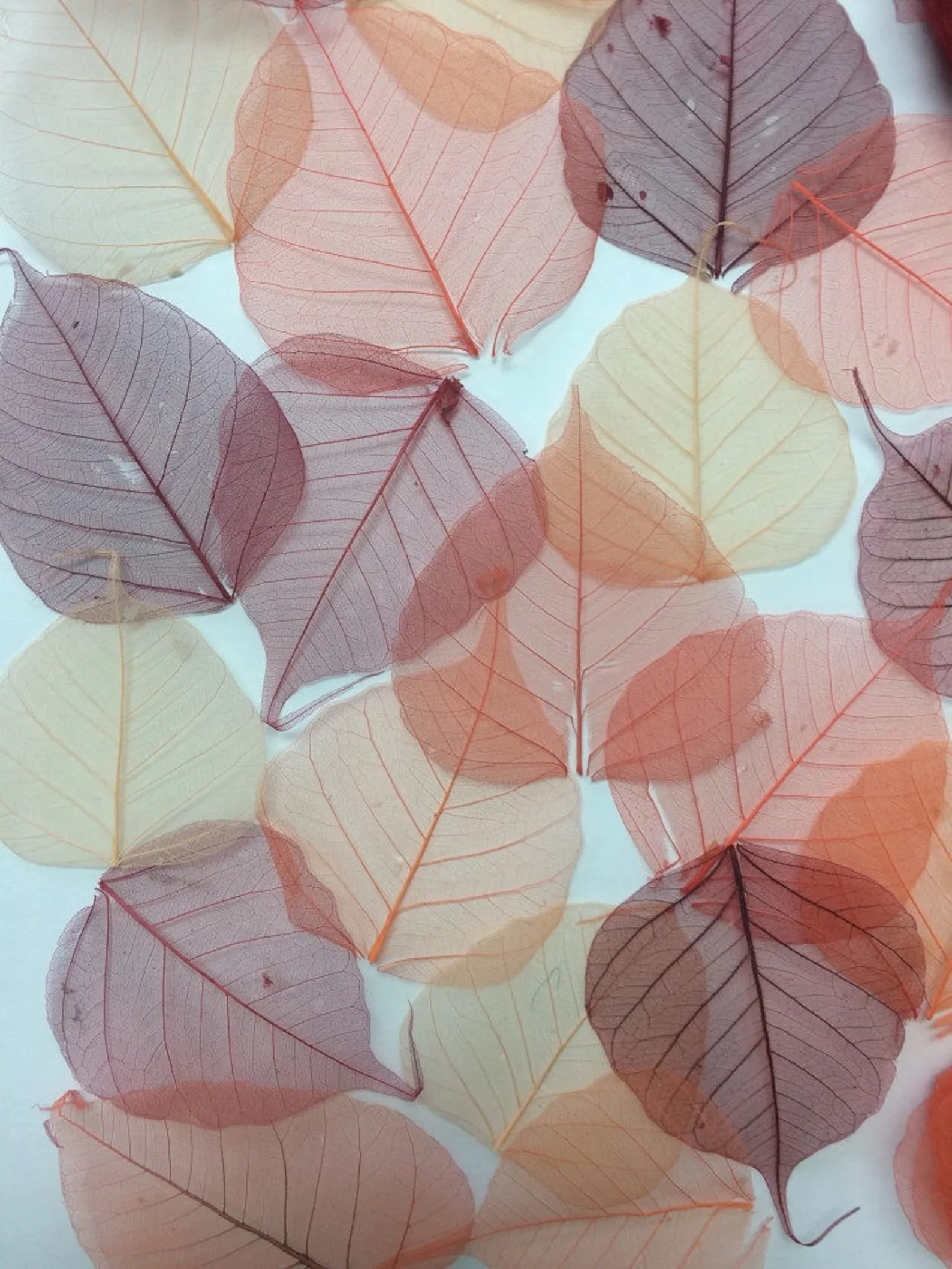 13965 kitchen leafy greenery